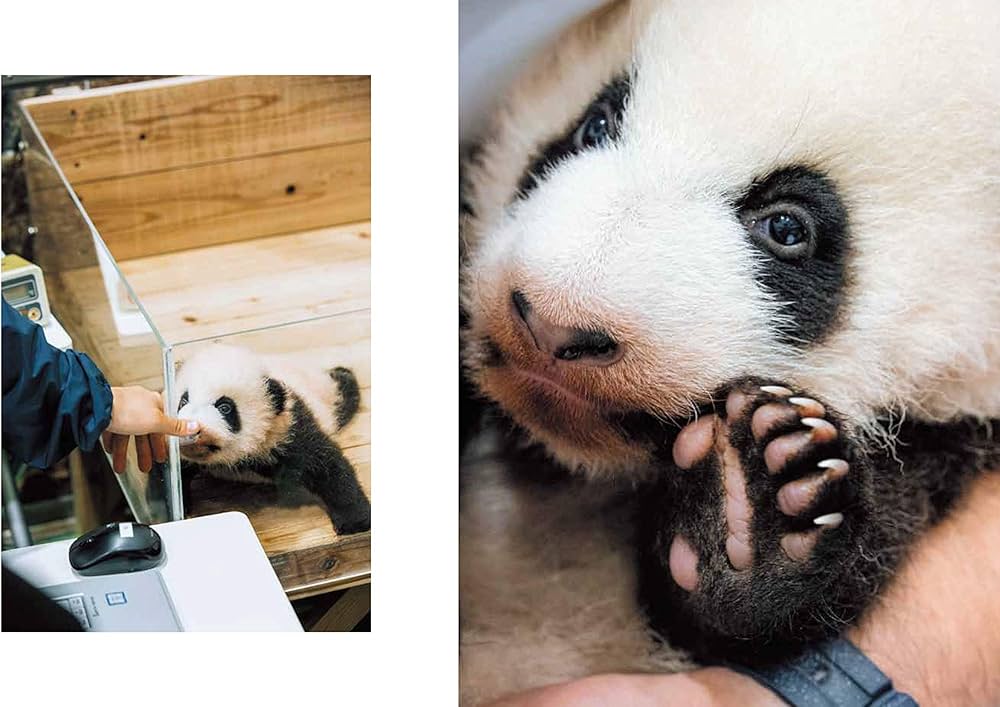 ADVENTURE WORLD PANDAS ハロー彩浜とパンダファミリー | 小澤 千一朗