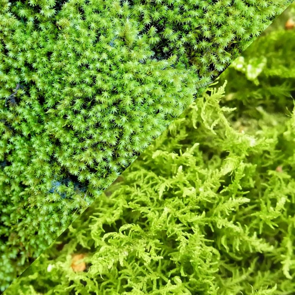 Amazon.co.jp: 【華みやび】ハイゴケ・スナゴケ2種セット 生苔 S〜L