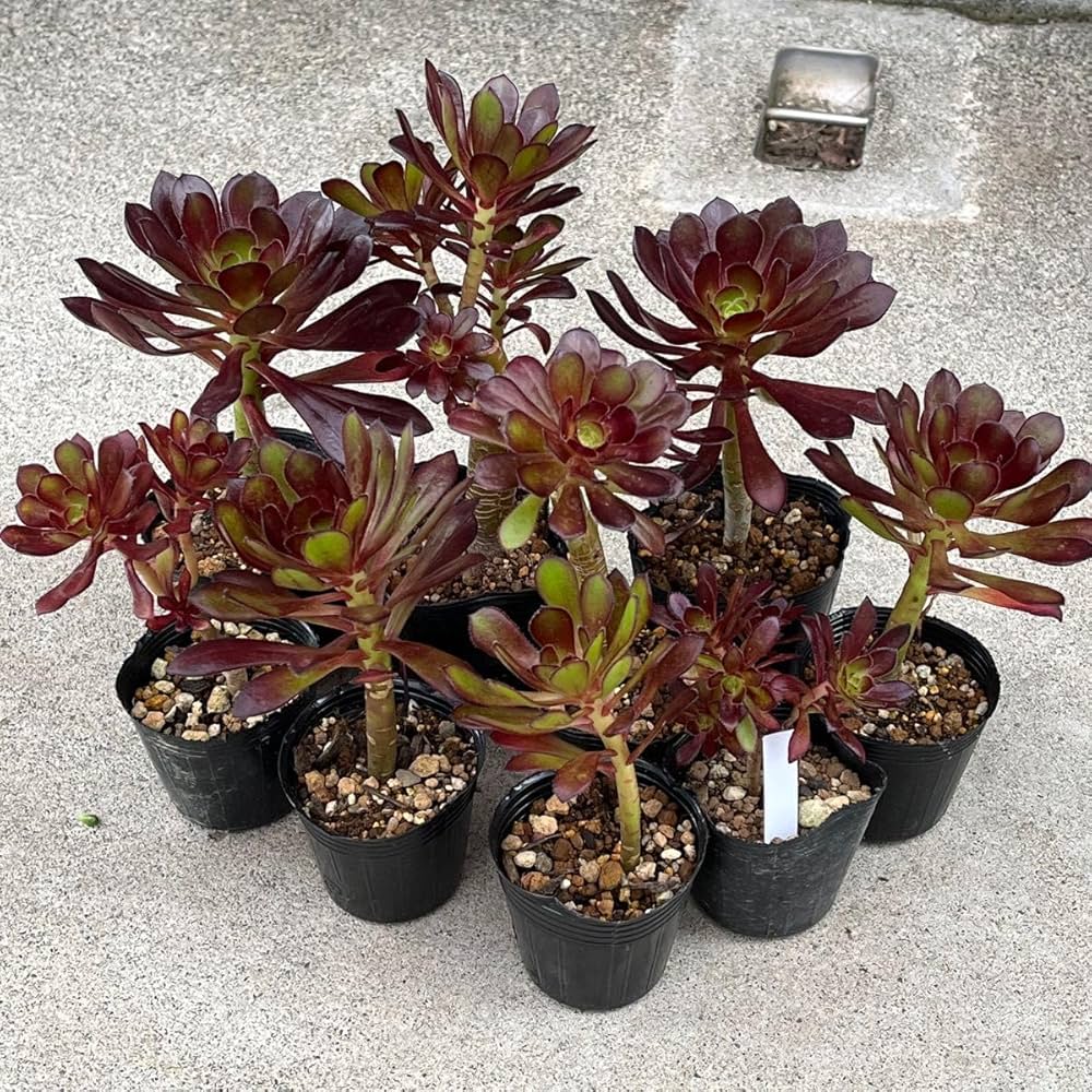 88#多肉植物アエオニウム❤️木薔薇 ❤️1大頭17小頭12cm拔き苗 88