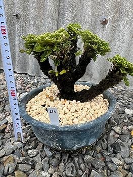 Amazon.co.jp: 玉獅子 岩松 イワヒバ 岩ヒバ 盆栽 山野草 高山植物 310