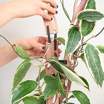 81DoUapMMtL._AC_UF350,