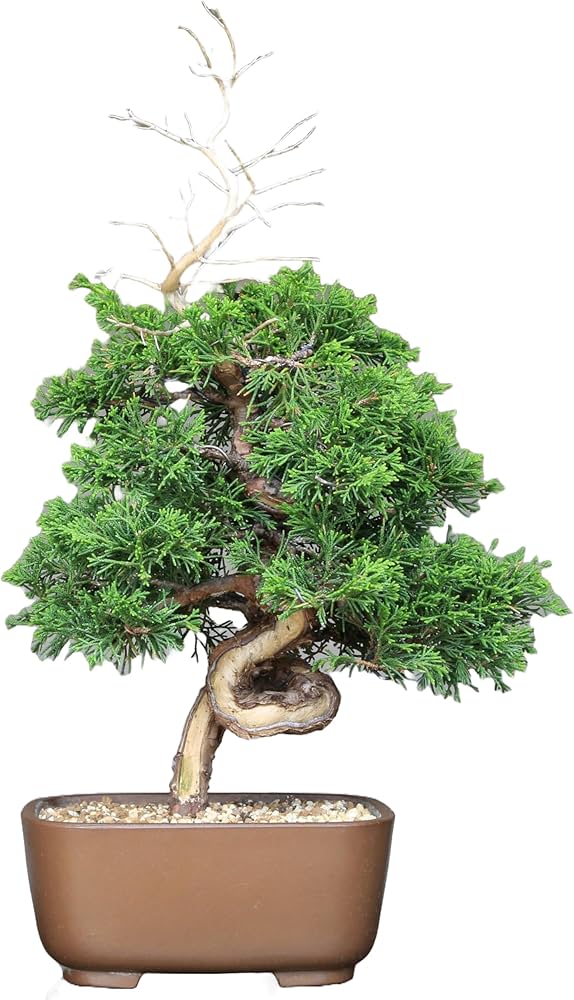 Amazon.co.jp: 糸魚川真柏（捻転幹・ジン・シャリ）小品盆栽 【泰寿園