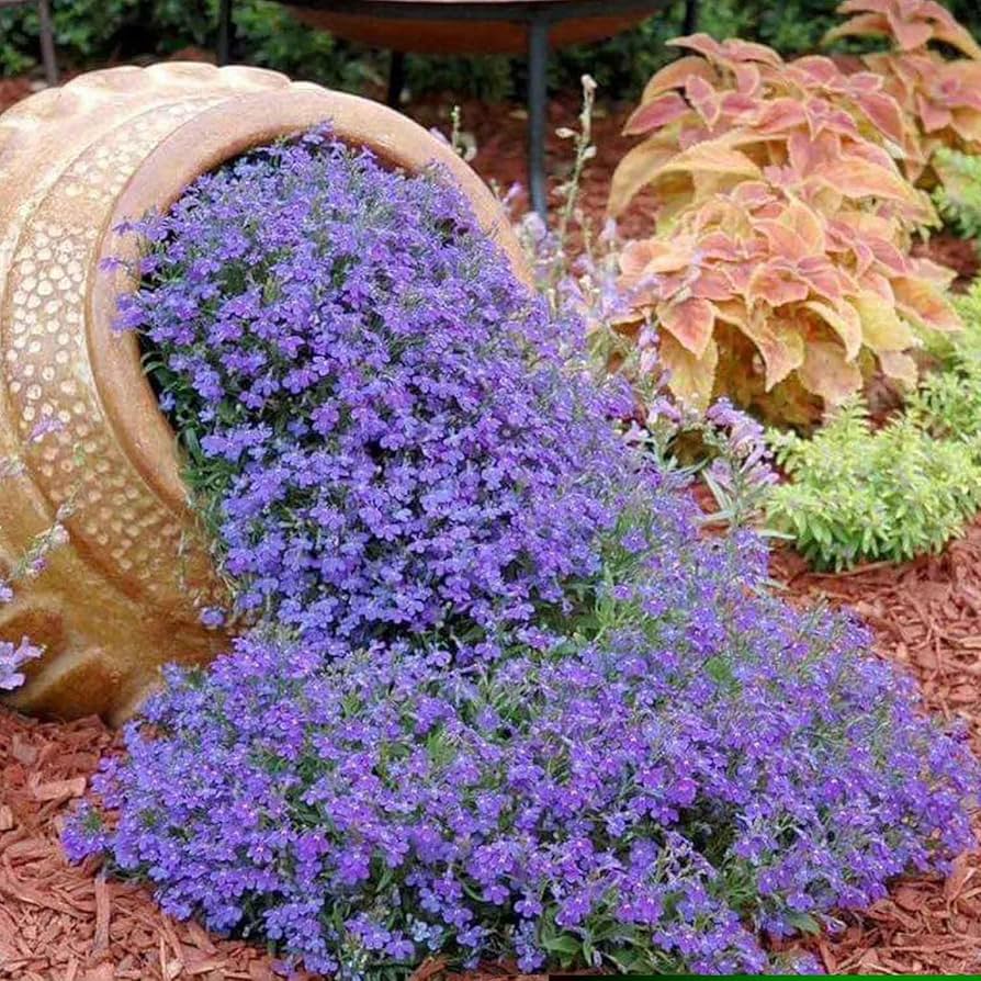 Amazon.com : Eden Brothers Lobelia Seeds - Blue Carpet : Patio
