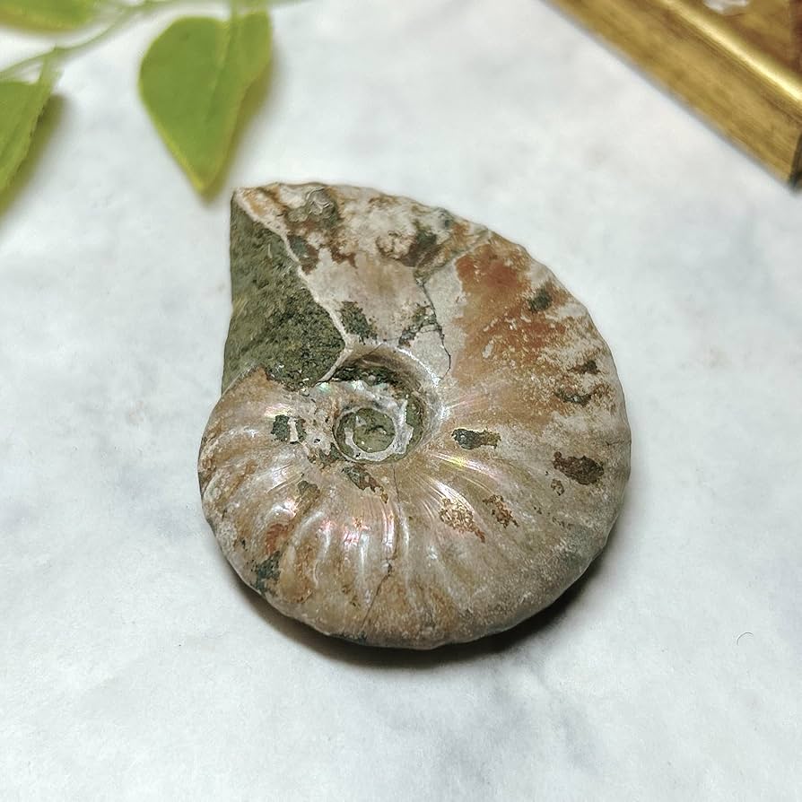 Amazon | 【E7787】 レインボーアンモナイト クレオニセラス