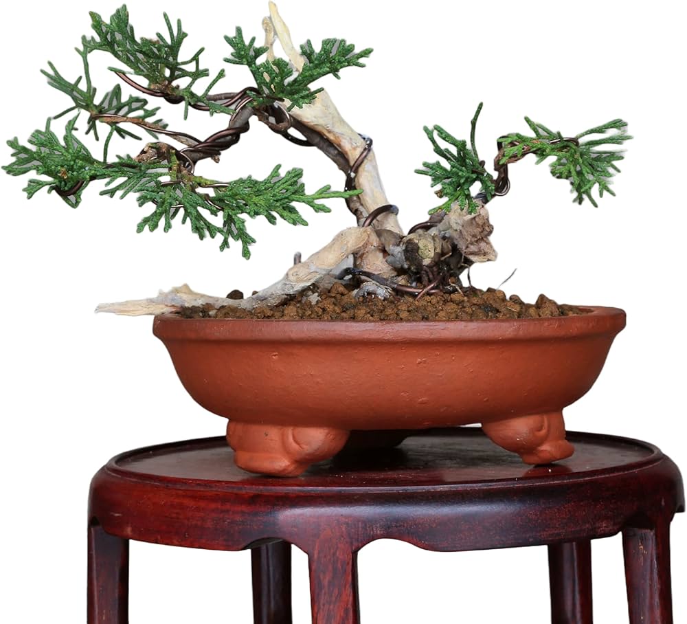 Amazon.co.jp: 『タヌキ真柏』糸魚川真柏 ミニ盆栽 (双幹)【泰寿園