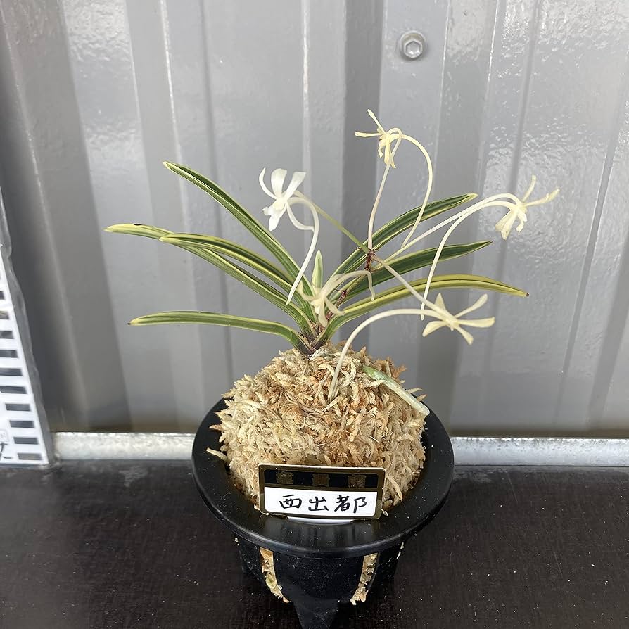 Amazon.co.jp: 富貴蘭（風蘭）3.5号【品種おまかせ】 : DIY・工具