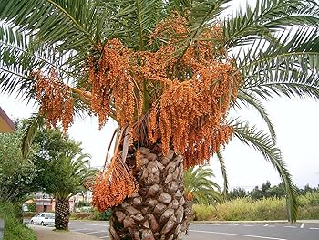 Amazon｜【種子】Phoenix Canariensis◇フェニックス・カナリーヤシ