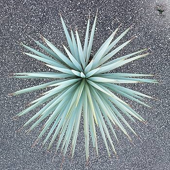 Amazon｜ITANSE ユッカ リギダ 10号 1個売り【品種で選べる観葉