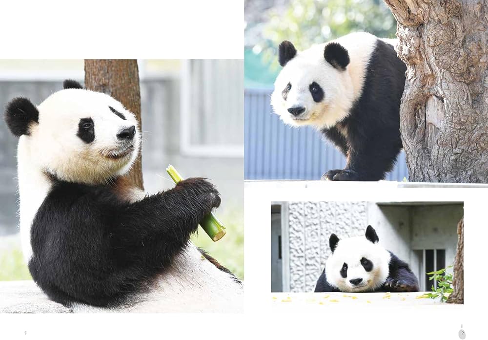 Amazon.co.jp: タンタン、ありがとう 神戸とパンダの記録 : 神戸新聞社