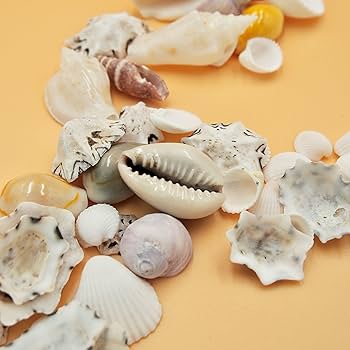 Amazon.co.jp: 【貝殻の問屋さん】貝殻セット ミックスシェル（約10