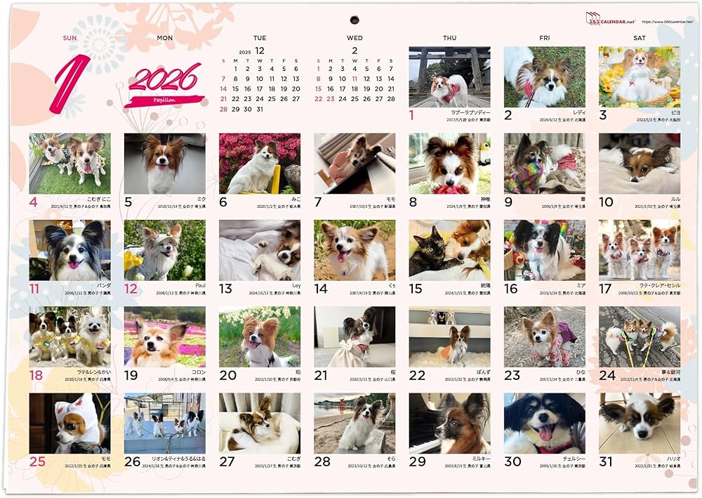 Amazon | 365カレンダー 2026年 パピヨン 壁掛け 卓上カレンダー付き