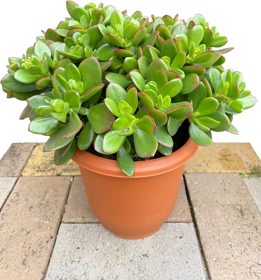 Amazon | 金のなるHappyの木【金のなる木 7号鉢 1個】jade plant 花月