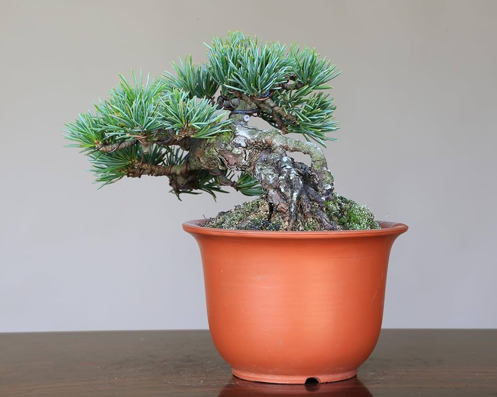 Amazon.co.jp: ノーブランド品八房五葉松『明星』小品盆栽・ミニ盆栽