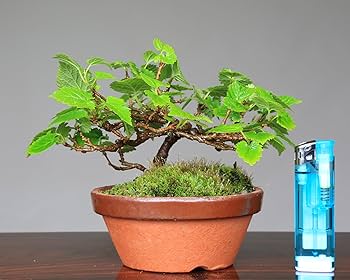 81QpcMlpQSL._AC_UF350,