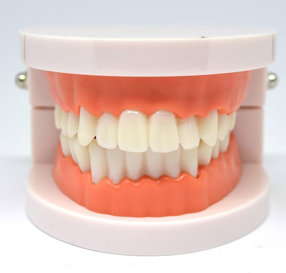 Amazon.co.jp: デンタルモデル 可動タイプ ［IMG製作所］歯の模型/標本