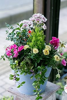 Amazon｜季節のおまかせ寄せ植え 寄せ鉢 鉢花 お任せ種類できれいに