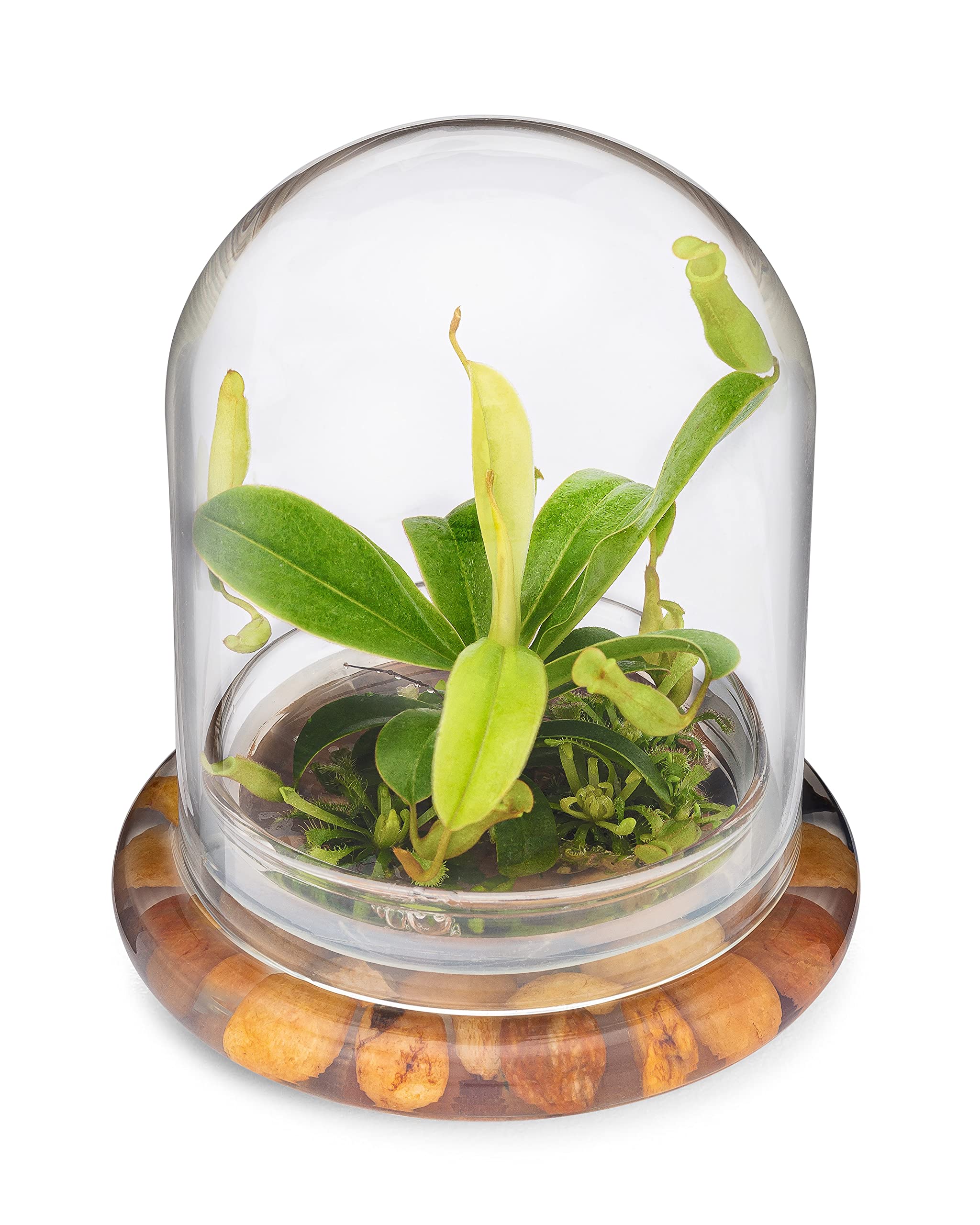 Amazon.com: Maintenance Free Live Pitcher Plant (Nepenthes tobaica