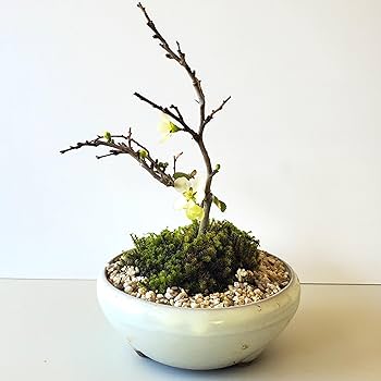 Amazon.co.jp: 【冬は落葉します】年に数回可憐な花が楽しめます【白