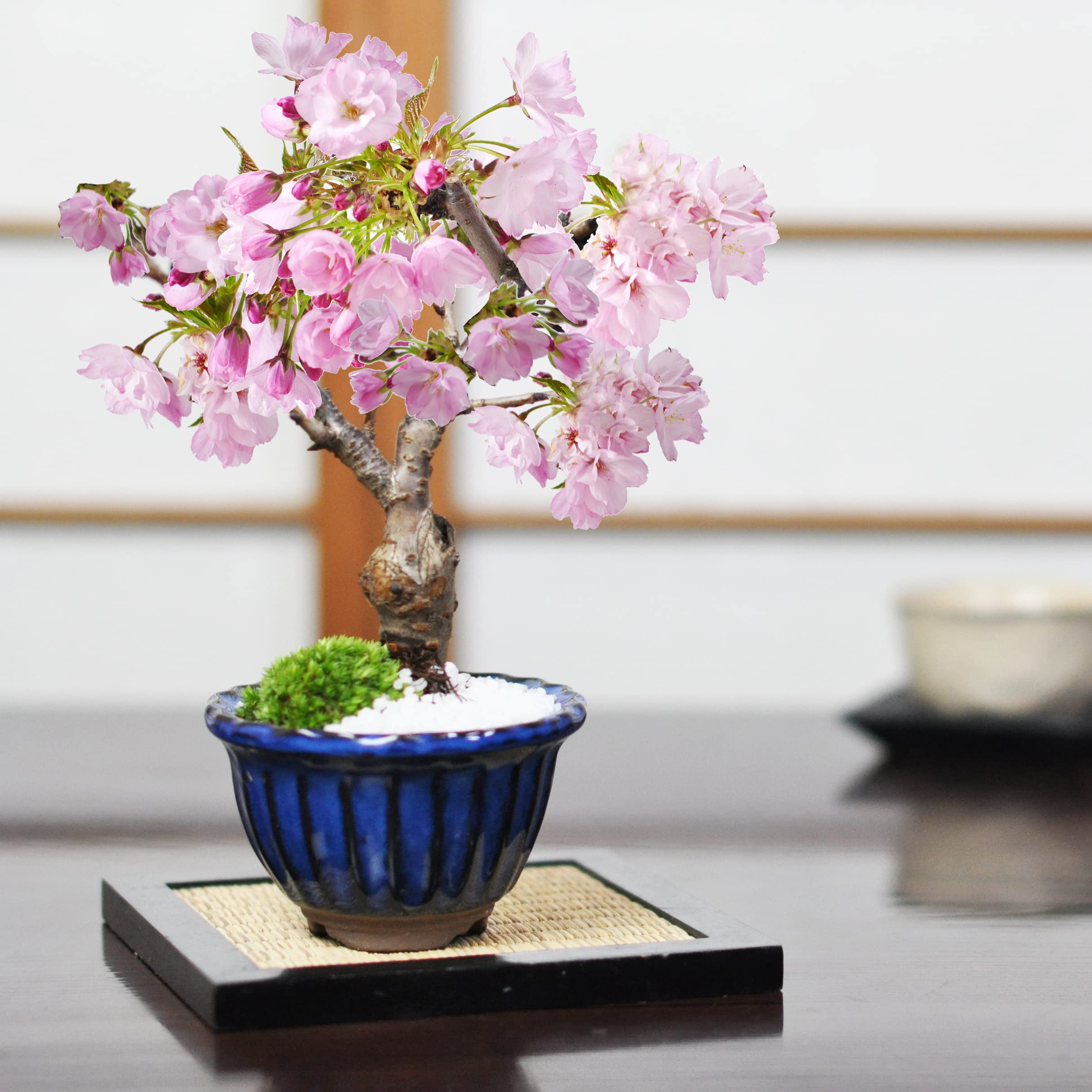 Amazon.co.jp: 盆栽妙 ミニ桜 旭山 万古焼 なまこ花型 ミニ盆栽 花