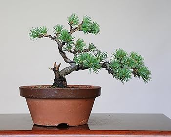 Amazon.co.jp: 吾妻五葉松【大巓性】ダイテンショウ 小品盆栽【泰寿園