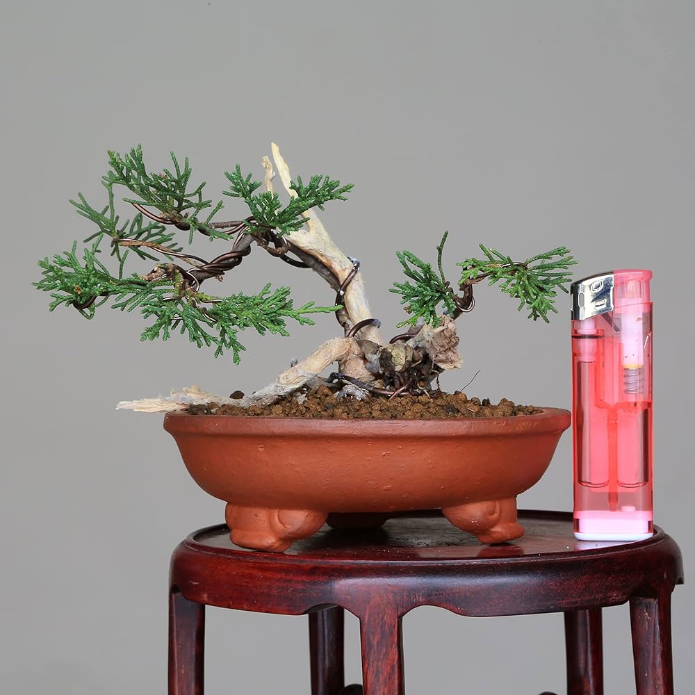 81WxAIvJK0L._AC_UF1000,