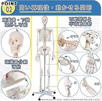 Amazon.co.jp: SUDOO 骨模型 全身 等身大 人体模型 170cm 骨格模型 高