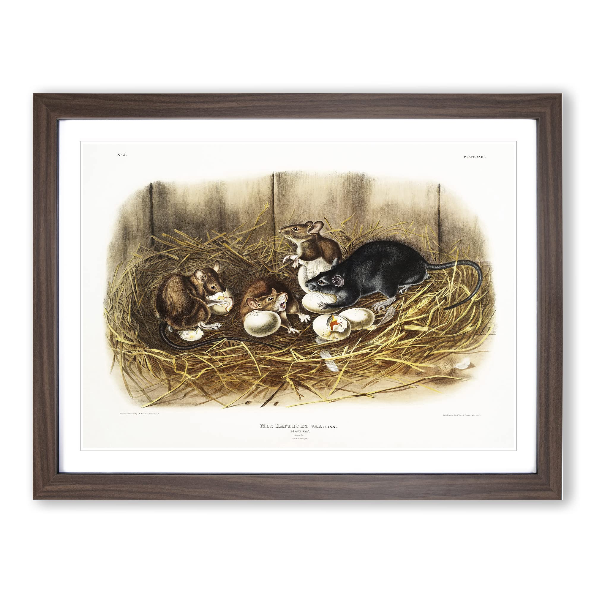 John Woodhouse Audubon、「WOOD RAT」