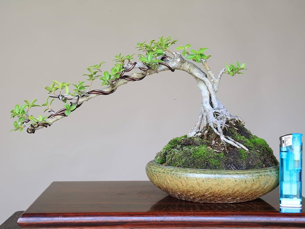 81YT-BAPQhL._AC_UF1000,