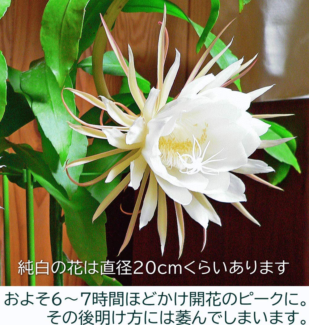 Amazon | 月下美人 大苗（6号）【花なし・開花見込み株】 | 花