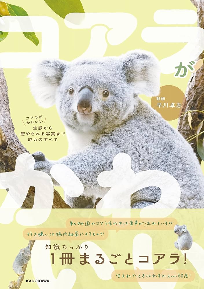 コアラがかわいい 生態から癒やされる写真まで魅力のすべて | 早川