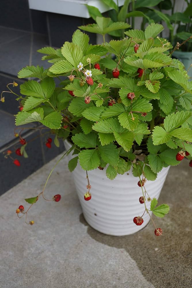 Amazon | ワイルドストロベリー アレキサンドリア 種子30粒 | 花