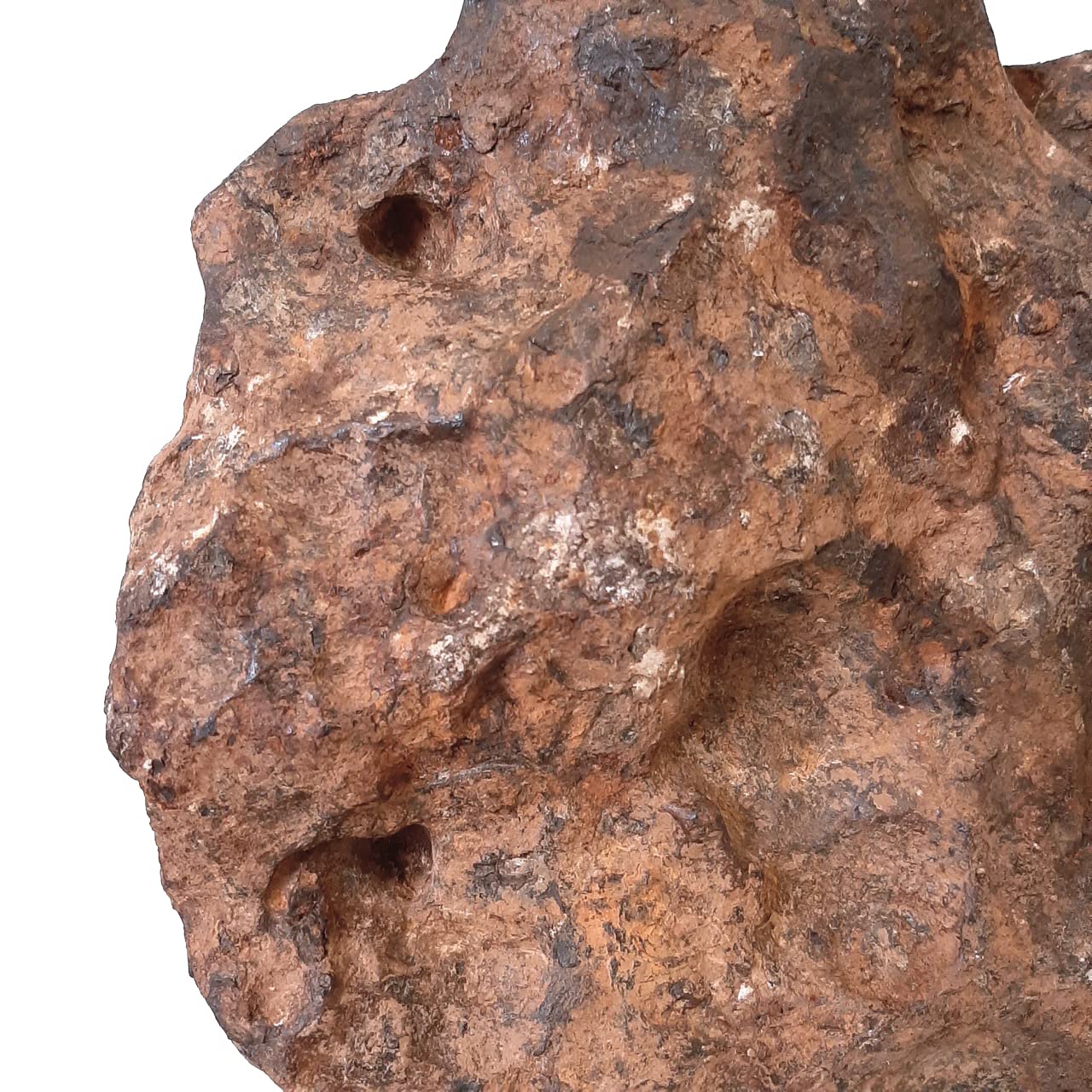 Amazon | SCIENCE 隕鉄(鉄隕石)IRON METEORITE「アグダル隕石（鉄隕石