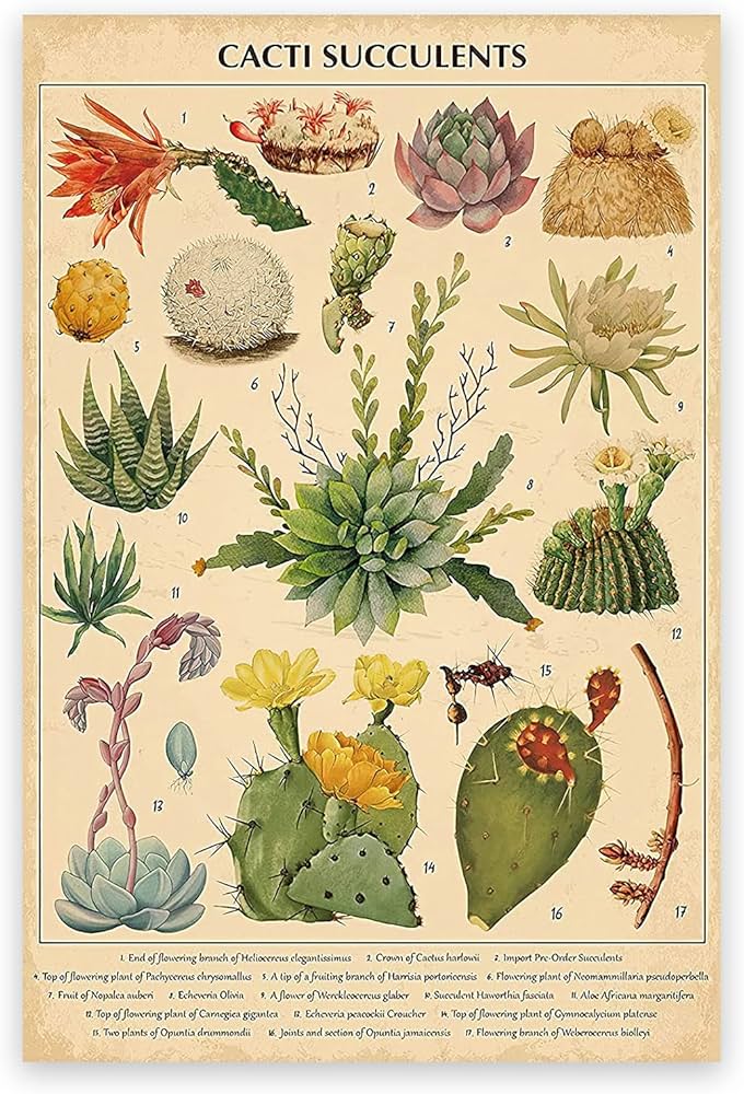Amazon.co.jp: ZZPT ヴィンテージ サボテン 多肉植物 ポスター