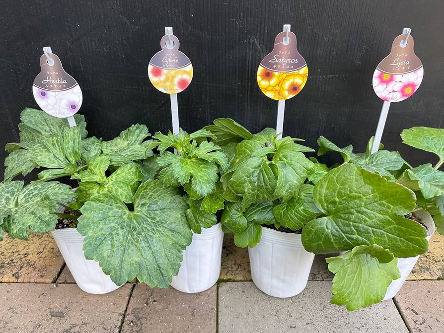 Amazon.co.jp: ネットでも非常に希少なレア品種 【ラナンキュラス