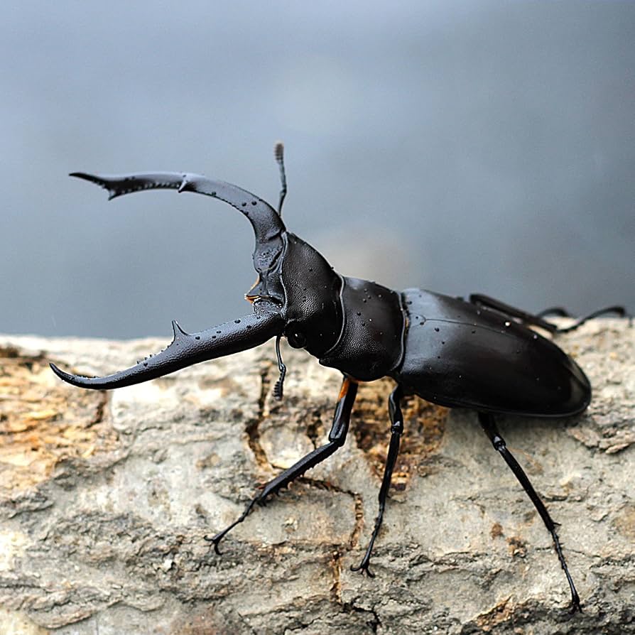 Amazon | 【BIGHORN】マンディブラリスフタマタクワガタ 成虫 オス単品