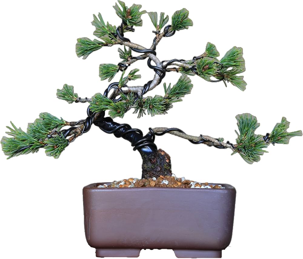 Amazon.co.jp: 八房五葉松『瑞祥』小品盆栽【泰寿園 Online】 : DIY
