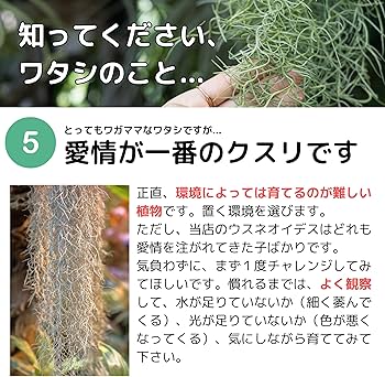 Amazon｜超特大ウスネオイデス スパニッシュモス エアプランツ エアー