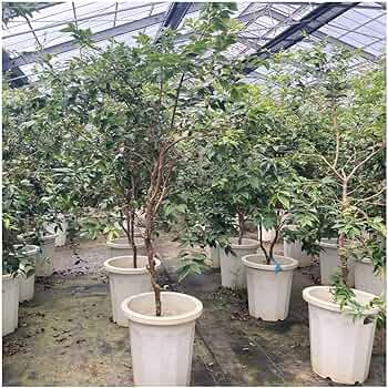 81idRZVJyaL._AC_UF350,