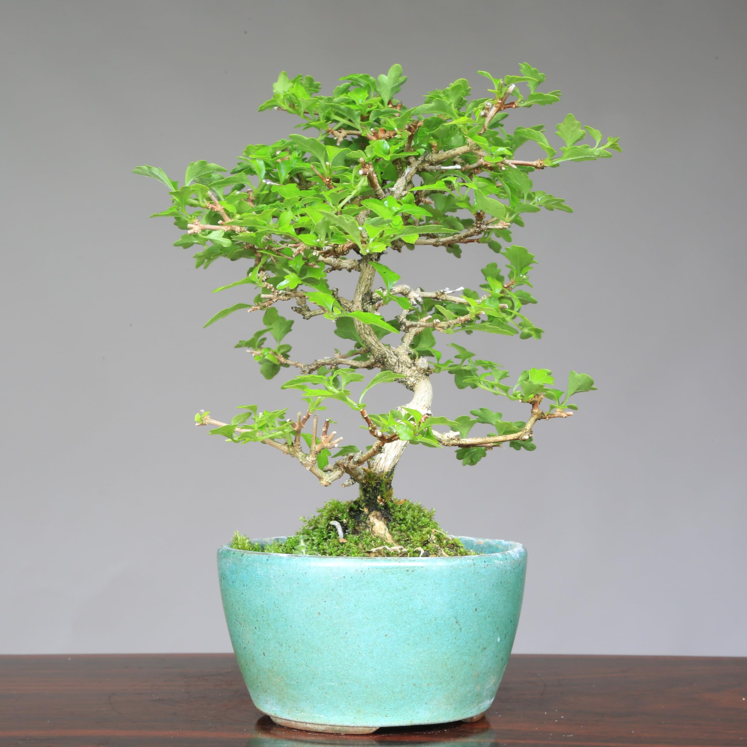 Amazon.co.jp: 『匂い楓』ニオイカエデ 小品盆栽【泰寿園 Online