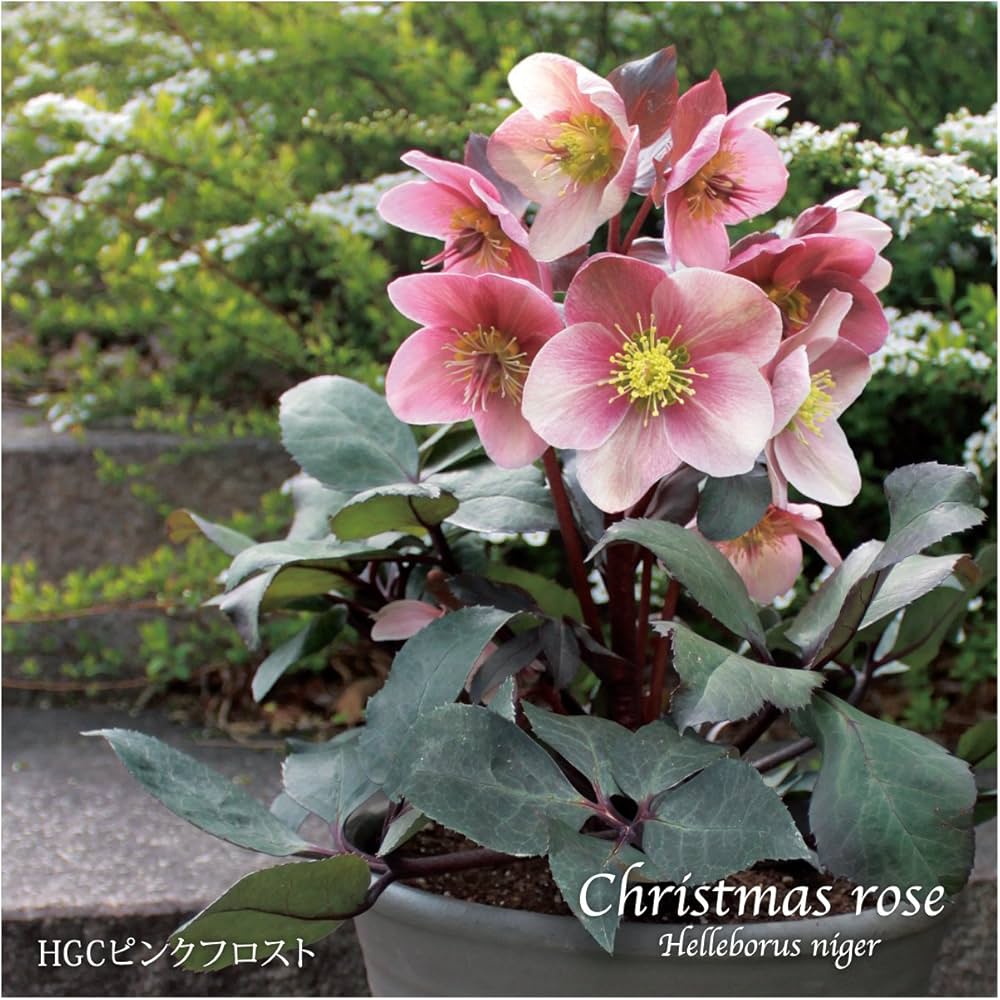 Amazon.co.jp: 花農舎（かのうしゃ）クリスマスローズ HGCピンク