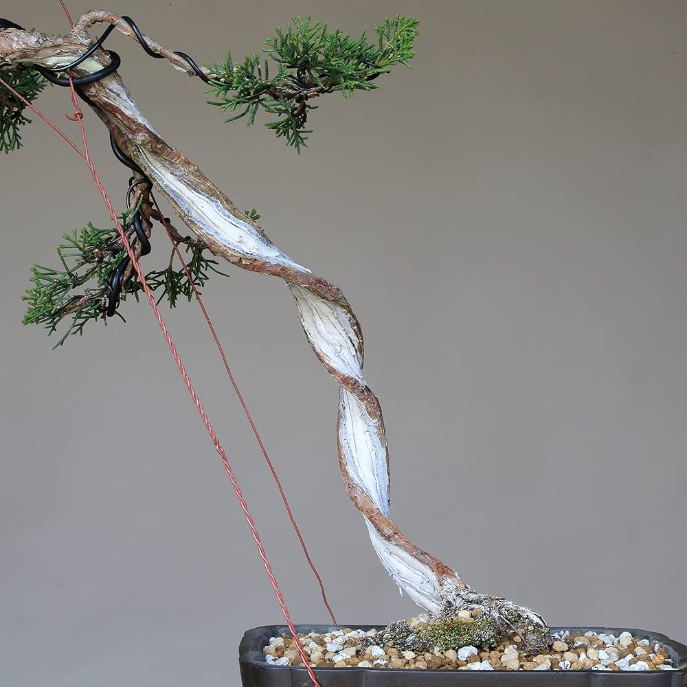 81jxcwO5wVL._AC_UF1000,