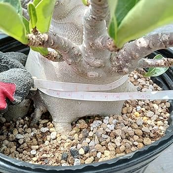 Amazon.co.jp: アデニウム ドワーフ v2 ハック 塊根植物 コーデックス