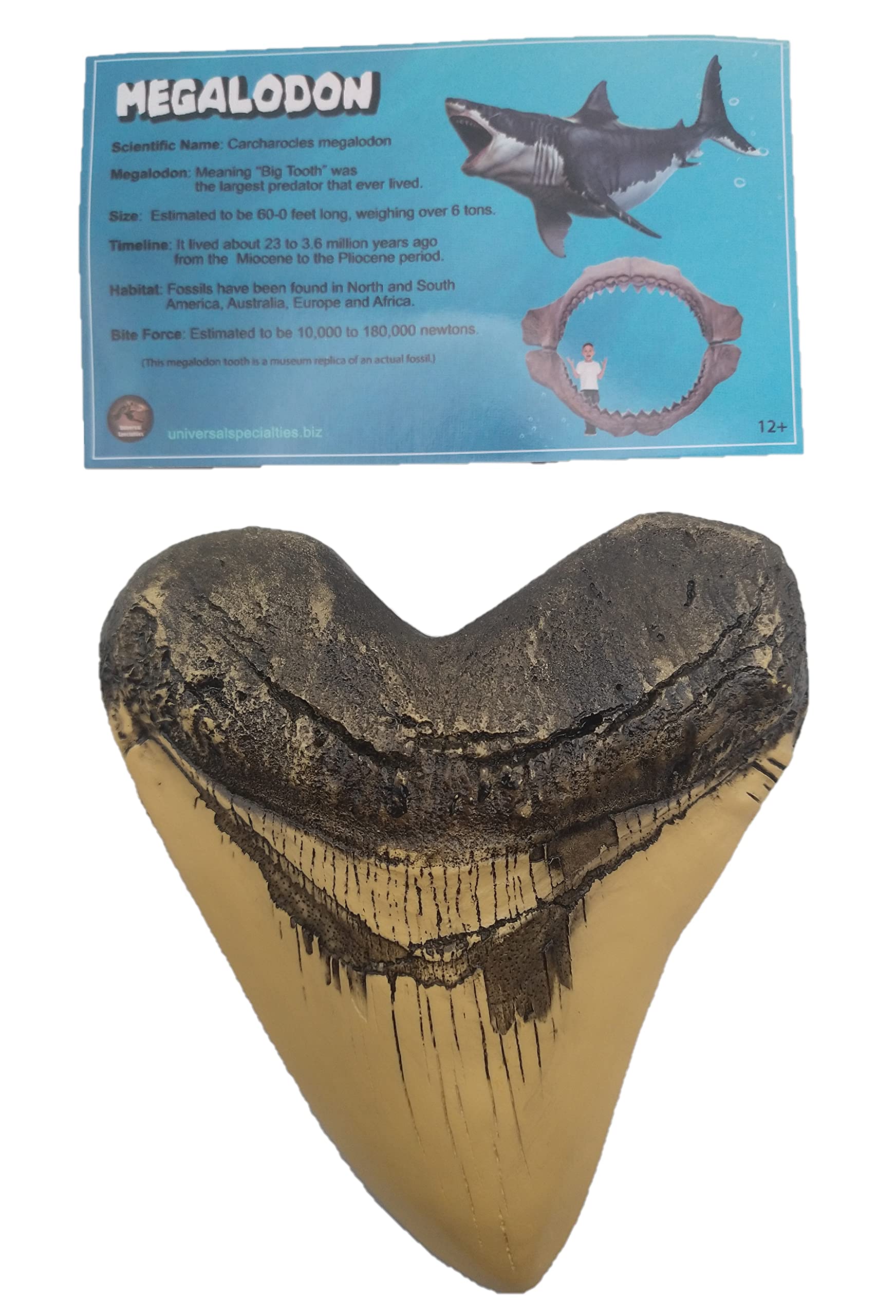 Amazon | Universal Specialties 巨大なリアルな5.5インチ カルチャ