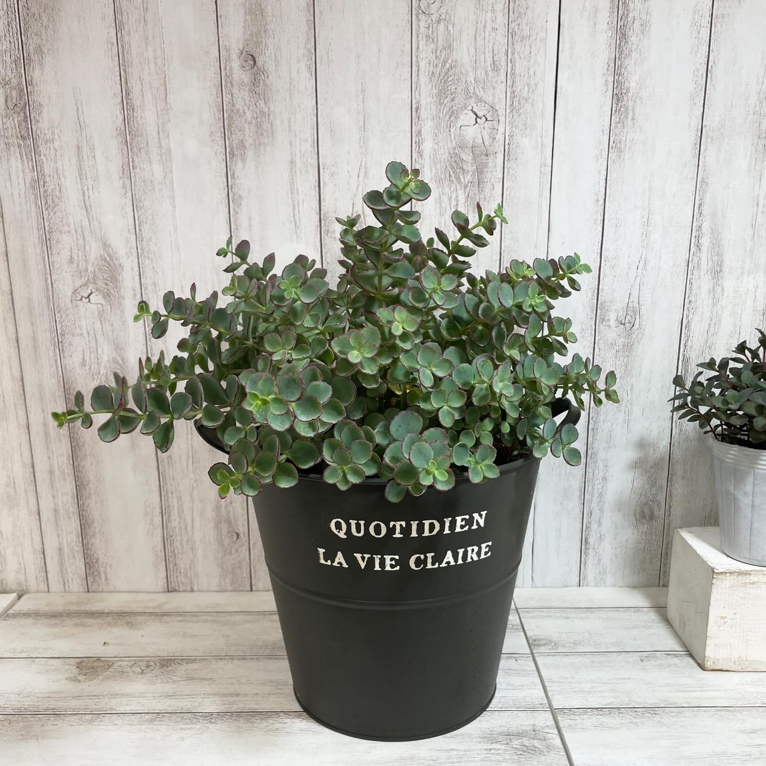 Amazon | 越中ミセバヤ 7.5cmポリポット 花苗 1株 はなみどり | 花