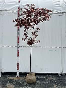 81p2eM-b7NL._AC_UF350,