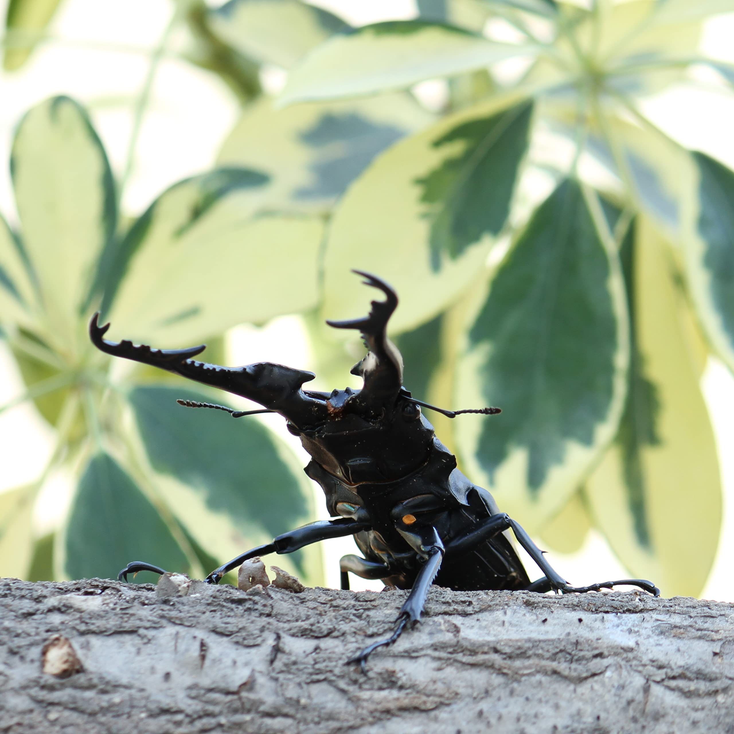 Amazon | 【BIG HORN】ギラファノコギリクワガタ110ミリ成虫ペア オス