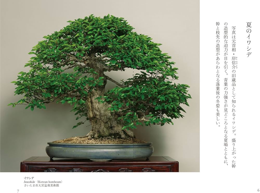 盆栽 BONSAI ジャパノロジー・コレクション (角川ソフィア文庫) | 依田
