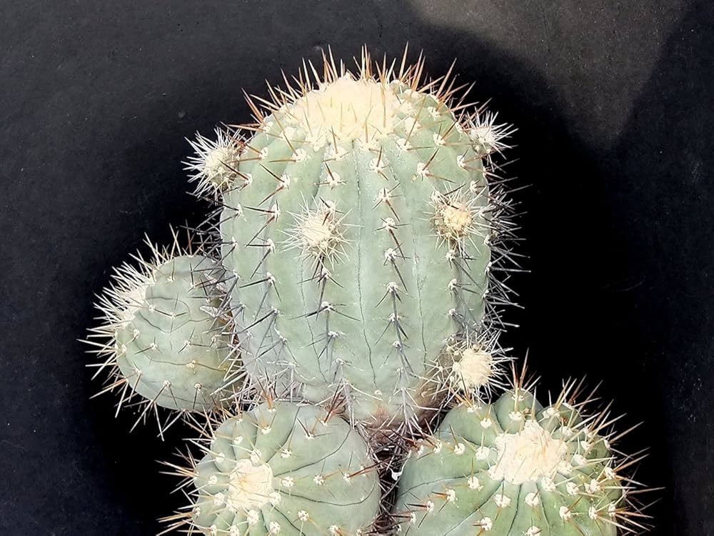 Amazon.co.jp: 【種子】Copiapoa cinerea var. Albispina◇コピアポア