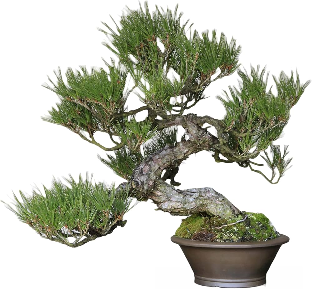 Amazon.co.jp: 山採り赤松 模様木 中品盆栽【泰寿園 Online】 : DIY
