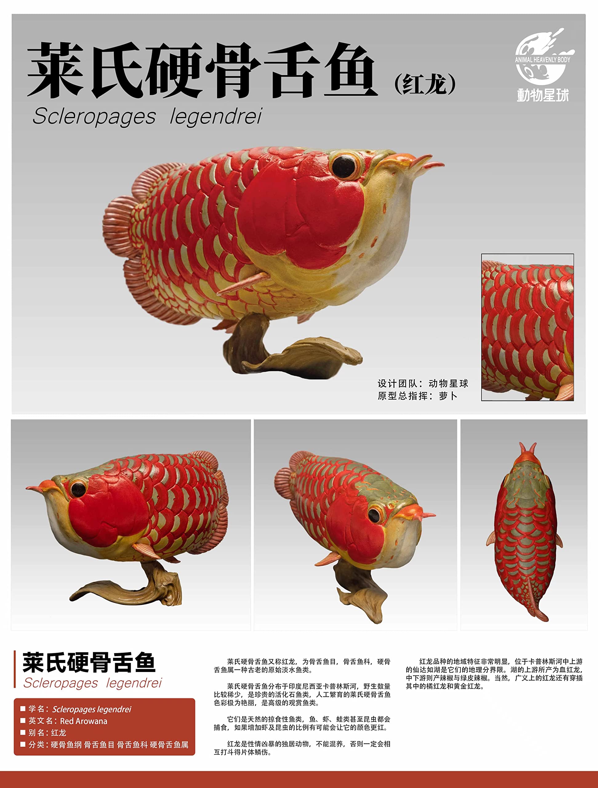 Amazon | 動物惑星 アニマル惑星 第12弾 ガチャガチャ 魚 古代魚